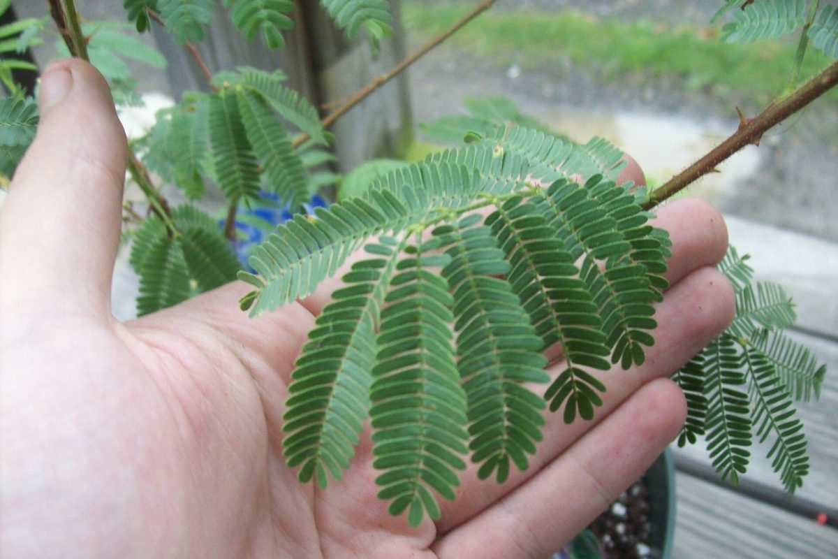 Mano sosteniendo una rama con las hojas plumosas de la jurema, Mimosa tenuiflora