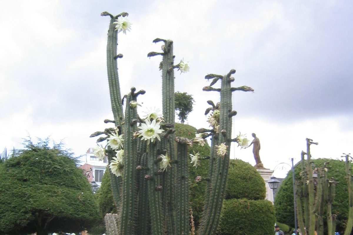 Cactus columnar San Pedro con varias flores blancas abiertas en un jardín