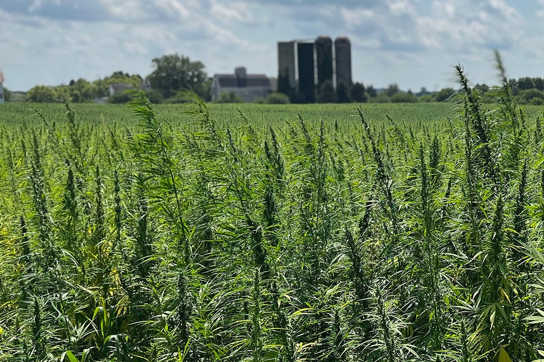 Campo de cáñamo (cannabis) con una granja al fondo bajo un cielo despejado