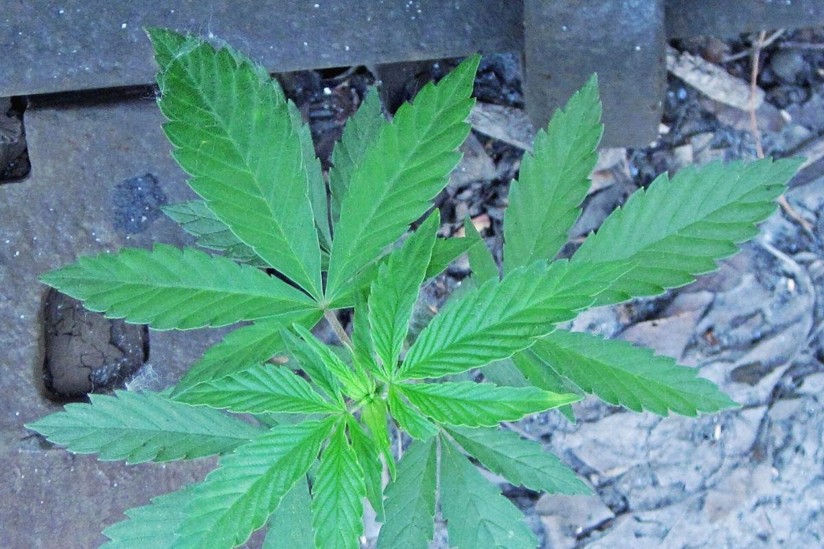 Planta joven de cannabis sativa creciendo al aire libre