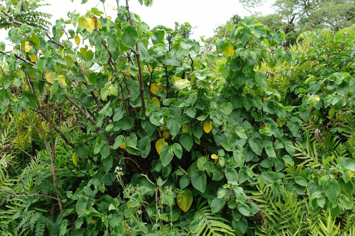 Planta de kava con sus grandes hojas en forma de corazón en Hawái