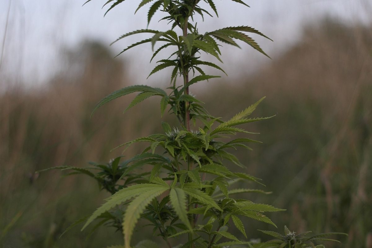 Silueta de una planta de cannabis en flor recortada contra la hierba al anochecer