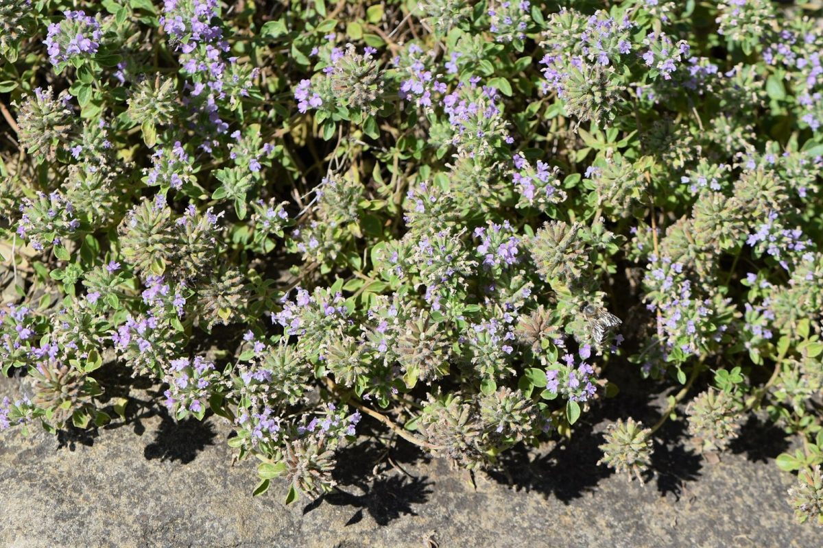 Matas de menta del Turquestán (Ziziphora clinopodioides) con flores lilas y una abeja
