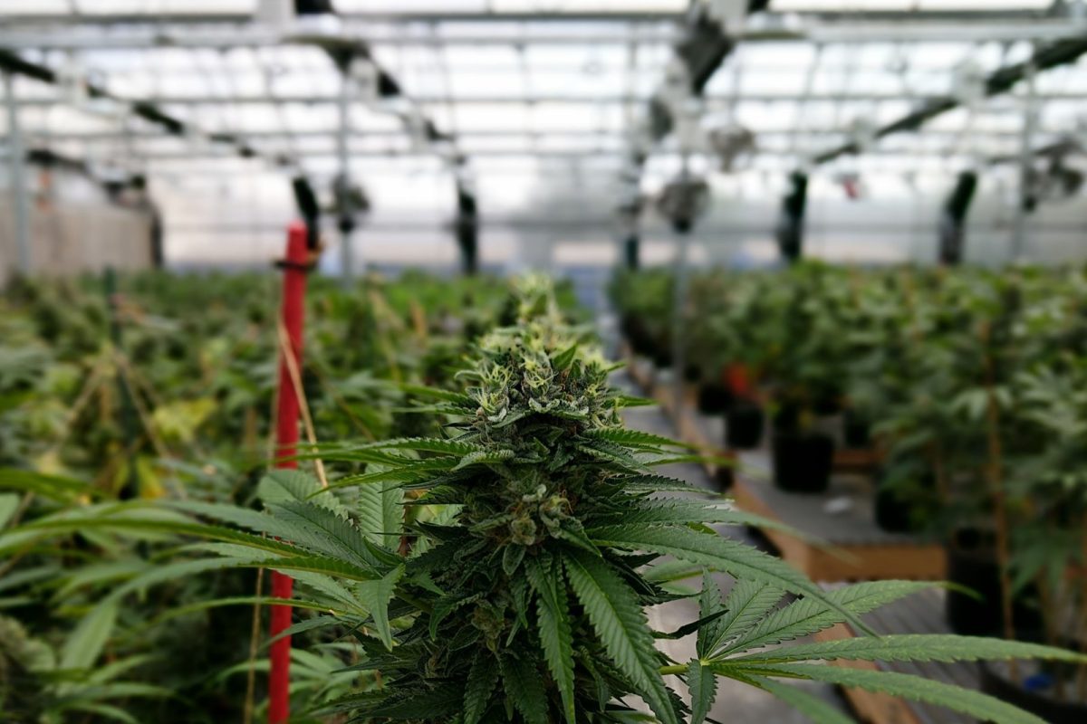 Primer plano de un cogollo de cannabis con hileras de plantas en un invernadero al fondo