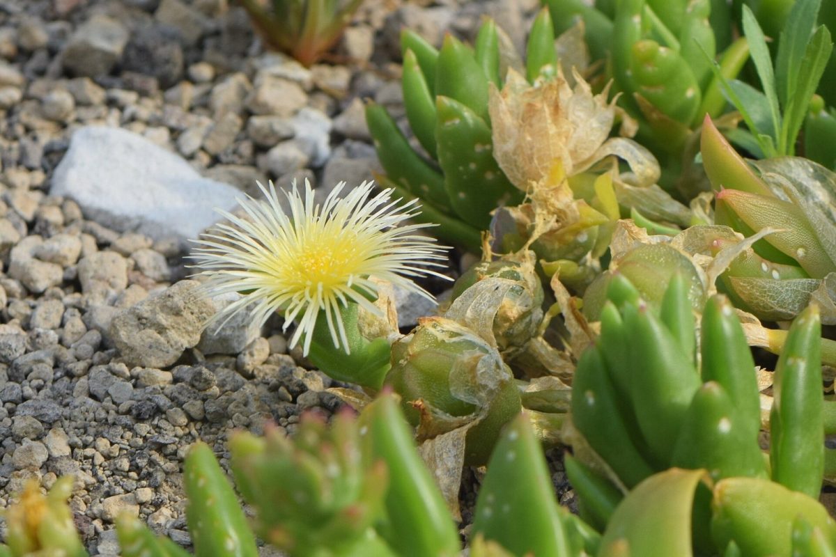 Planta suculenta de kanna con una flor amarilla abierta entre piedras de jardín botánico