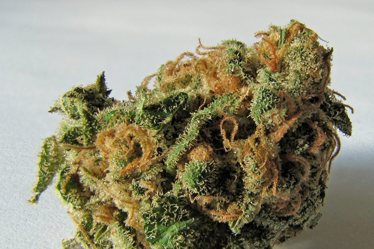 Primer plano de un cogollo seco de cannabis sobre fondo neutro