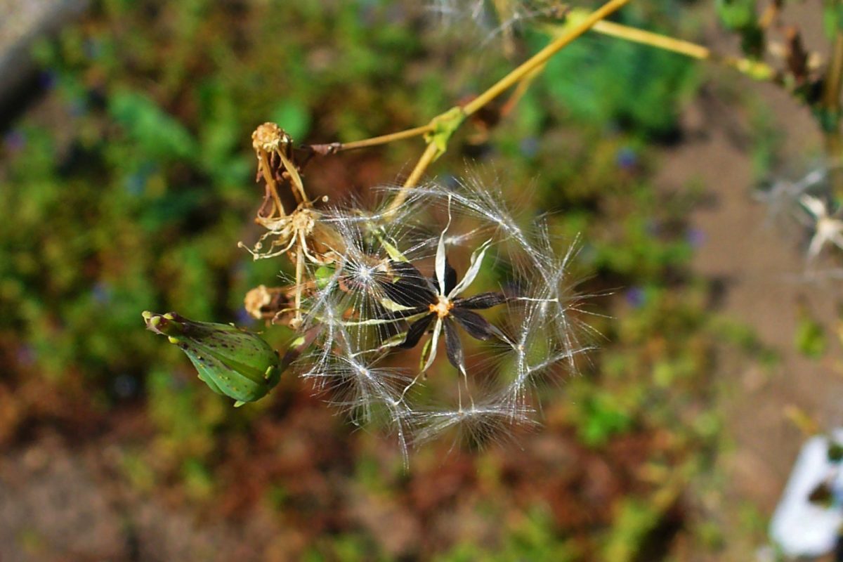 Primer plano del vilano plumoso de una lechuga silvestre (Lactuca virosa) en un campo