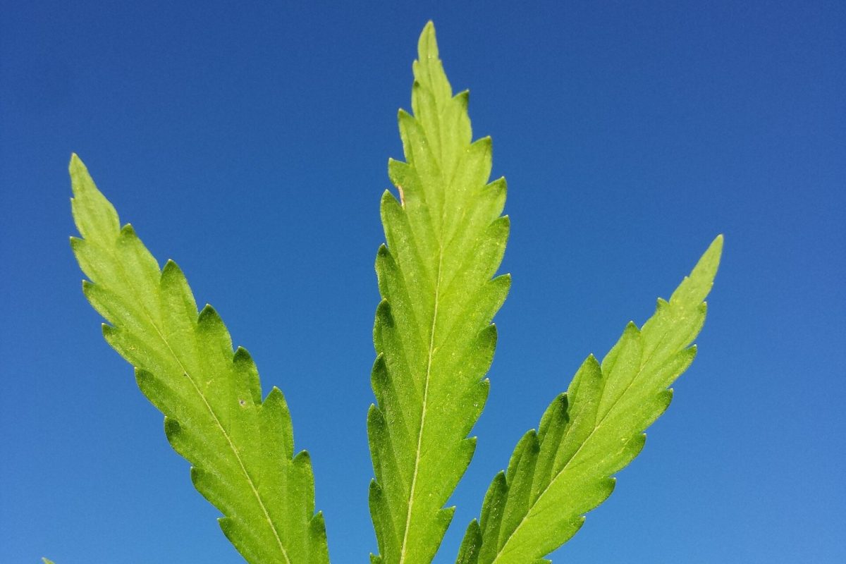 Hoja de cannabis sostenida con la mano y recortada sobre un cielo azul intenso