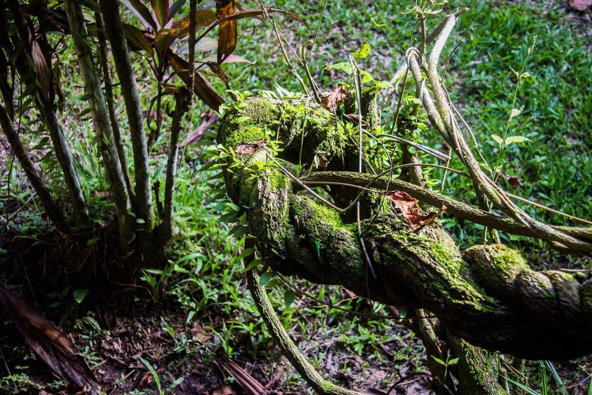 Tramo de la liana de ayahuasca (Banisteriopsis caapi) cubierta de musgo en la selva