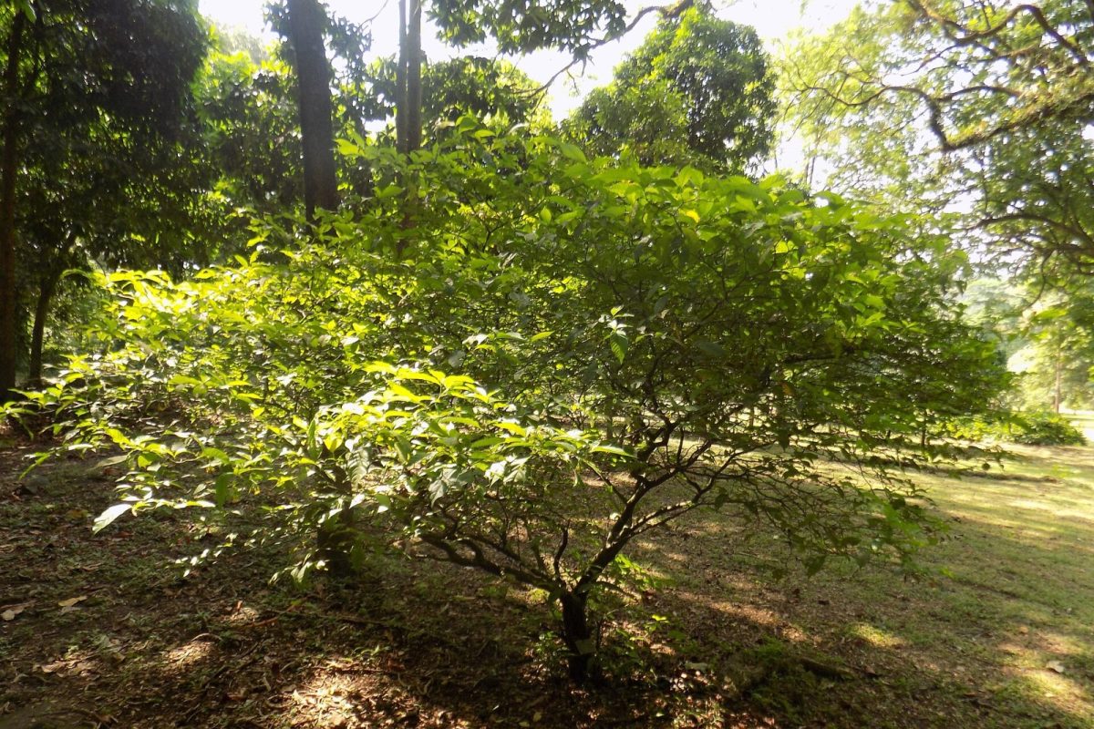 Arbusto de iboga (Tabernanthe iboga) de hojas verdes iluminado por el sol en un jardín botánico