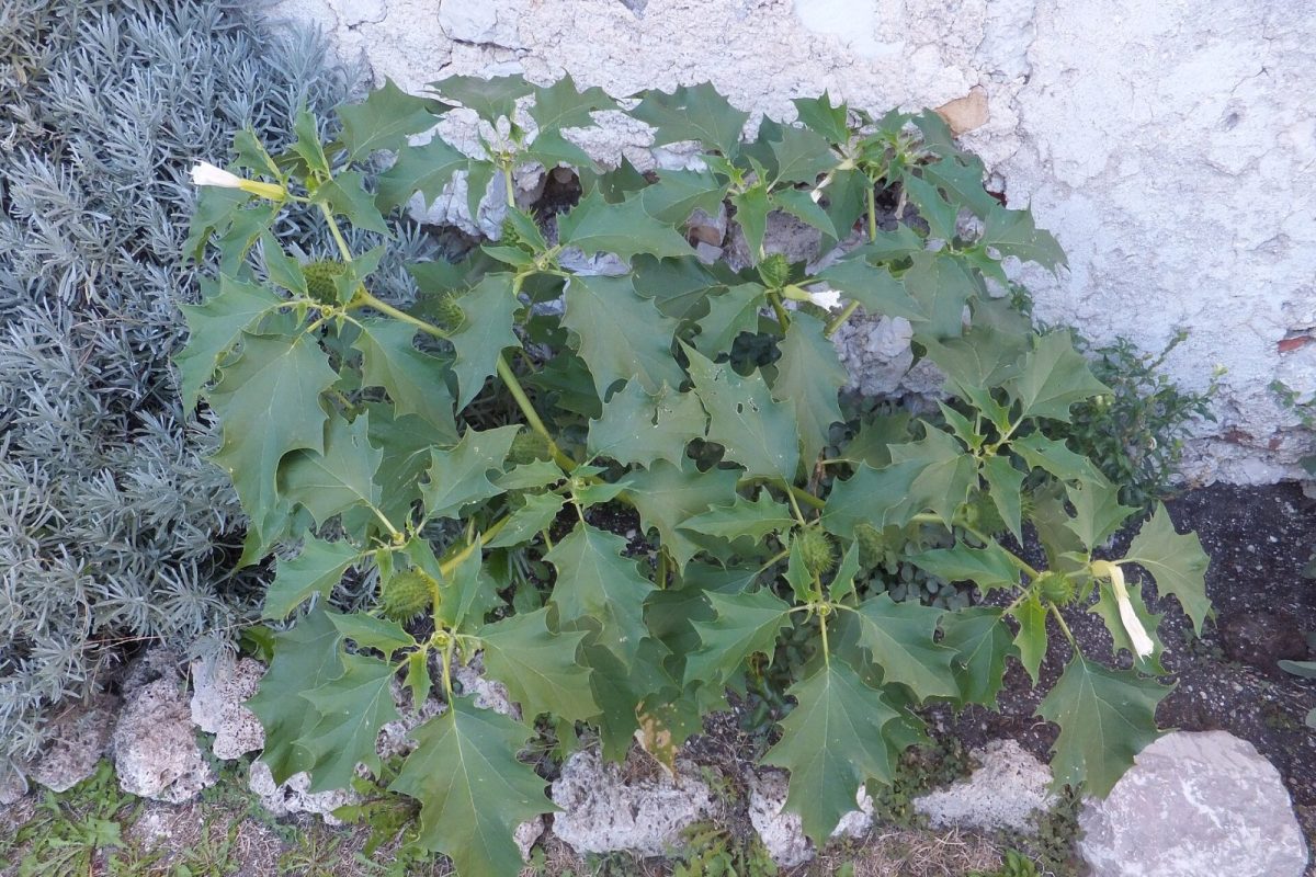 Planta de Datura stramonium con flores blancas en forma de trompeta creciendo junto a un muro