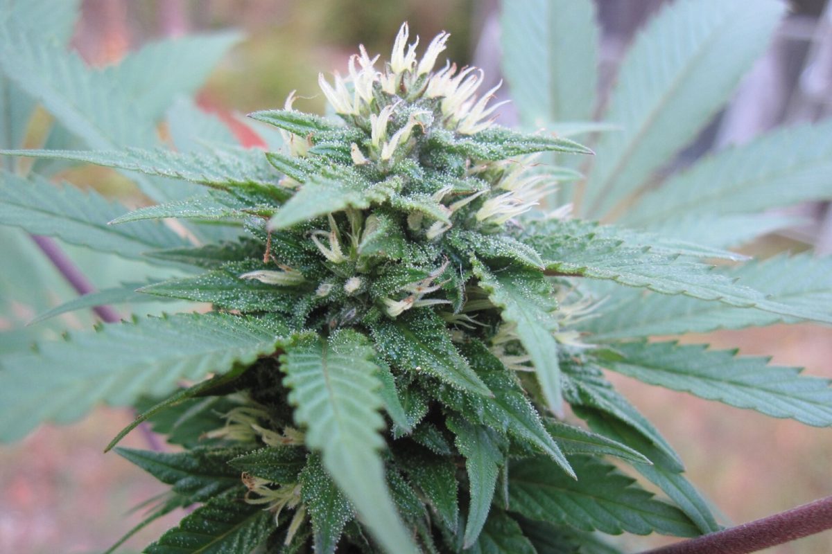 Primer plano macro de un cogollo de cannabis en floración cubierto de tricomas