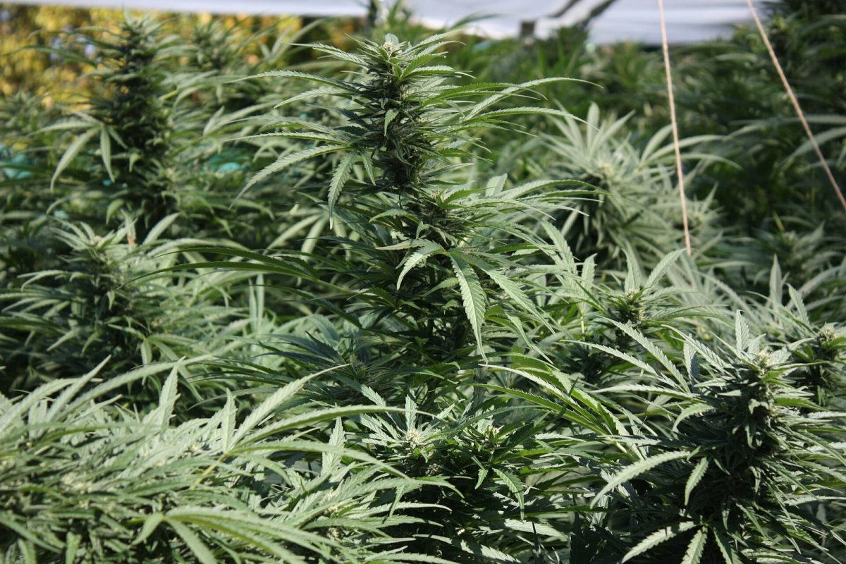Hileras de plantas de cannabis en floración dentro de un invernadero