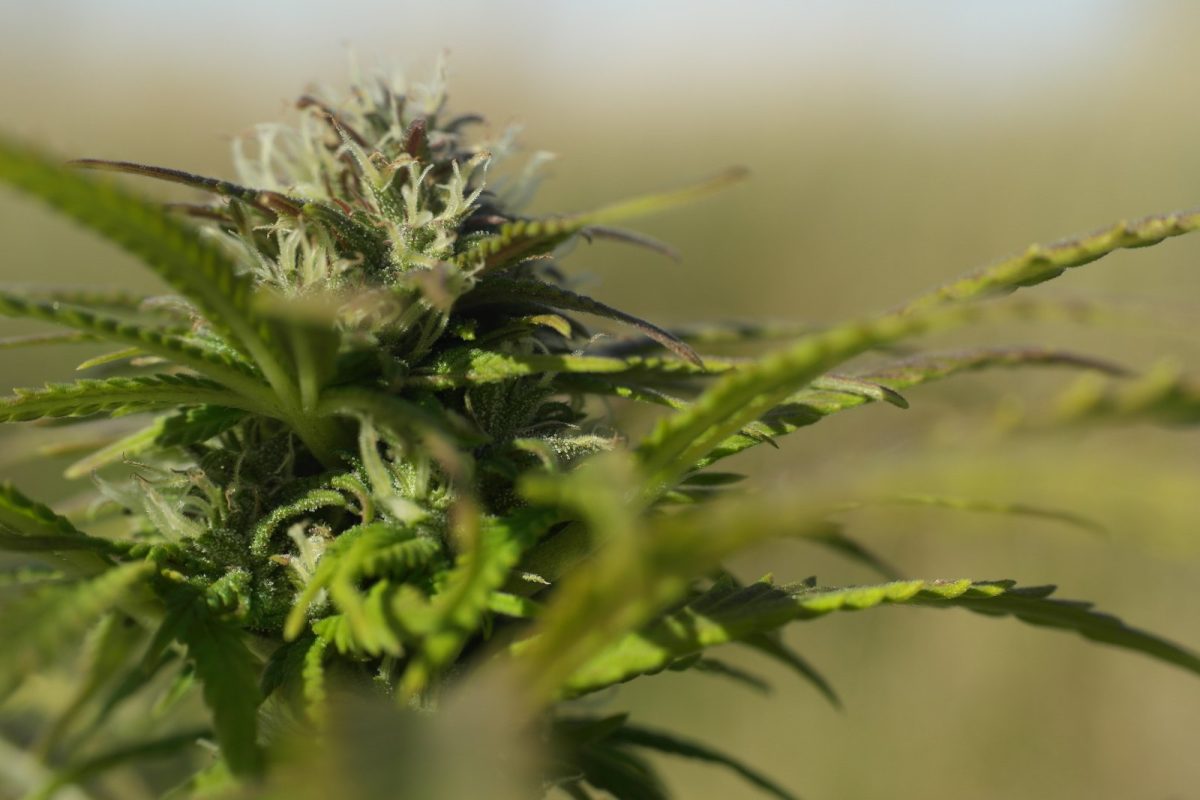 Macrofotografía de un cogollo de cannabis con tricomas visibles entre las hojas