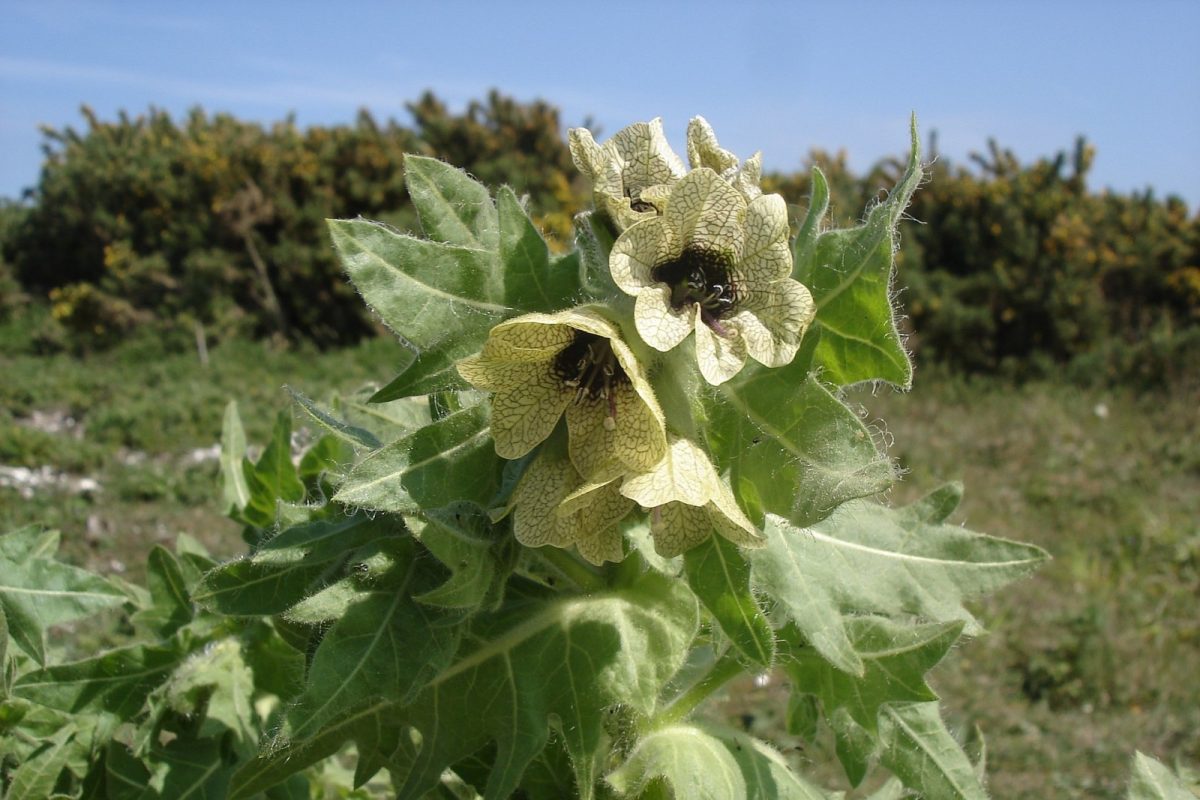 Flores amarillentas con venas oscuras de beleño negro (Hyoscyamus niger) creciendo en un prado