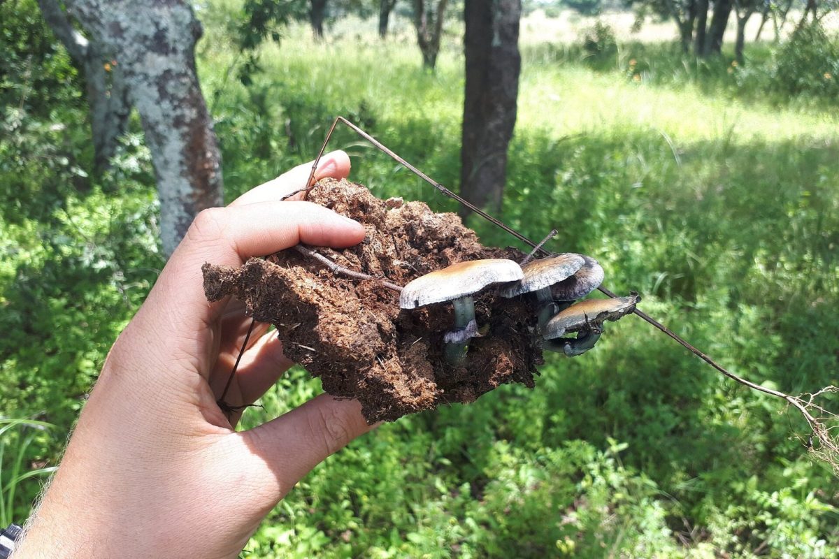 Mano sosteniendo un fragmento de sustrato con varias setas Psilocybe cubensis en un entorno boscoso