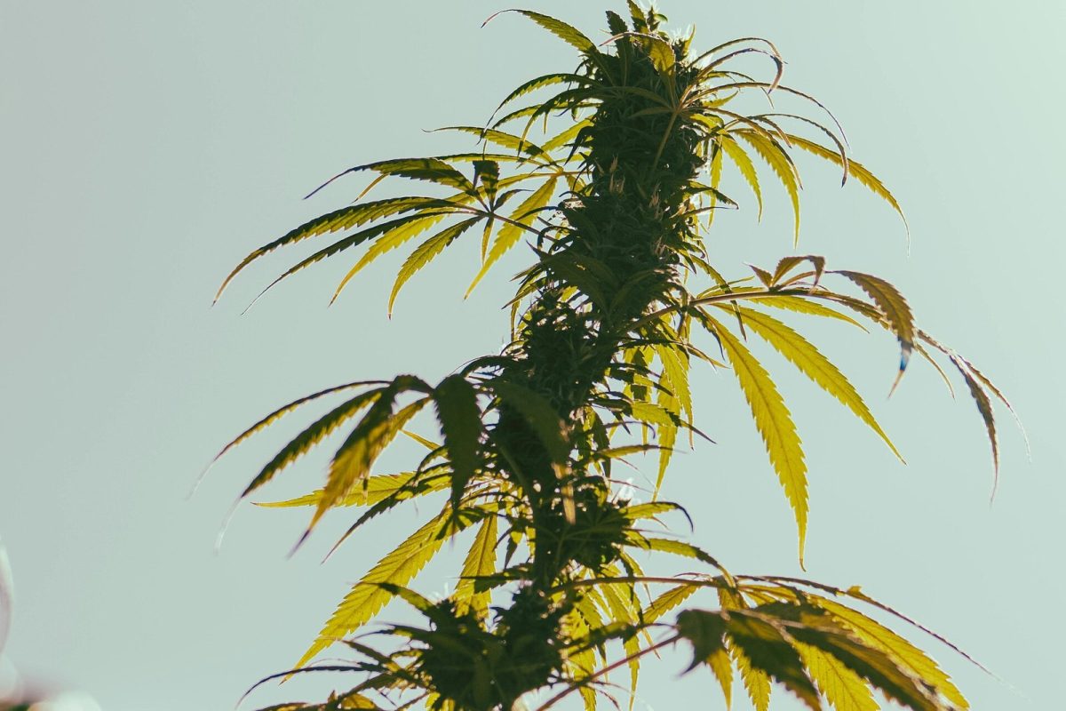 Planta de cannabis en flor iluminada a contraluz contra un cielo despejado