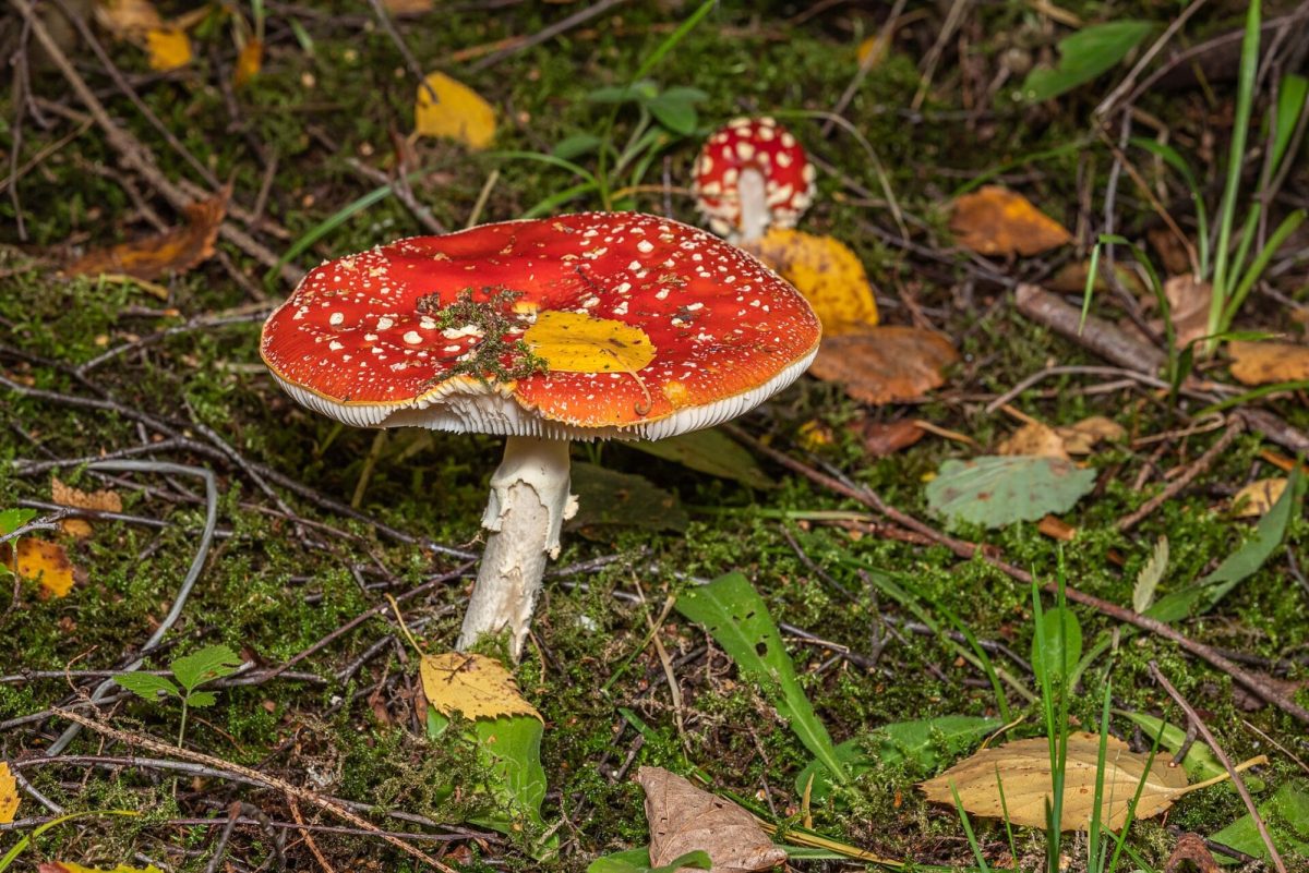 Primer plano de una seta Amanita muscaria de sombrero rojo con motas blancas creciendo sobre musgo en un bosque de otoño