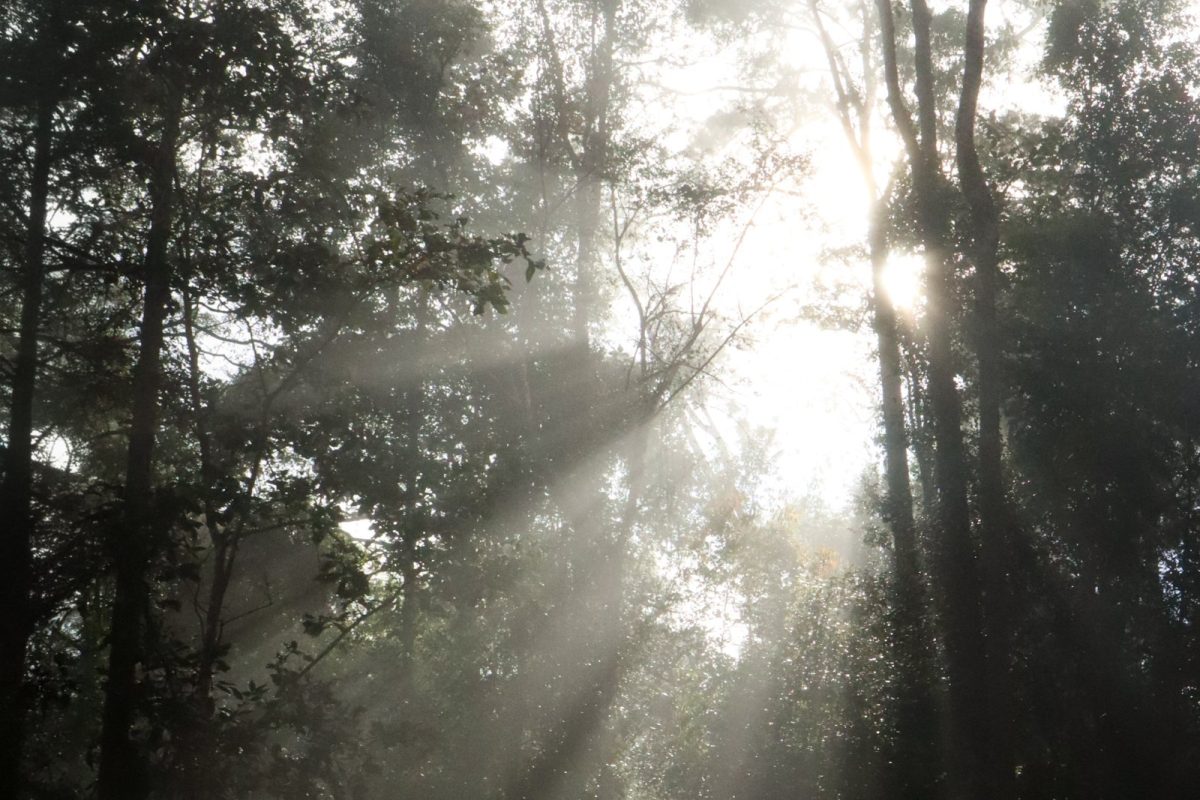 Haces de luz solar filtrándose entre los árboles de un bosque neblinoso