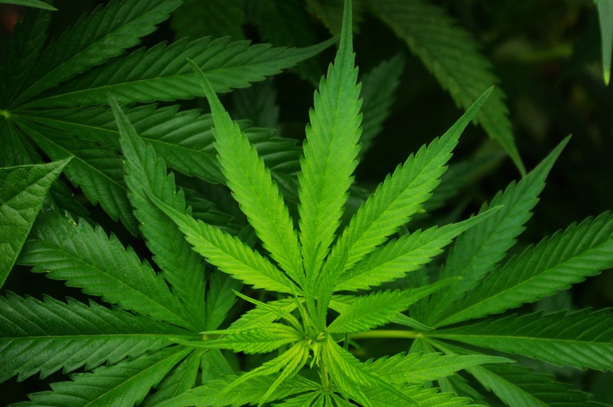 Primer plano de una hoja de cannabis verde entre el follaje de la planta