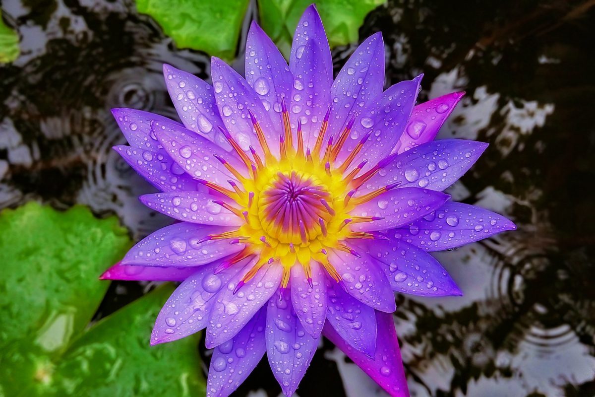 Flor de loto azul (Nymphaea caerulea) cubierta de gotas de agua, con el centro amarillo