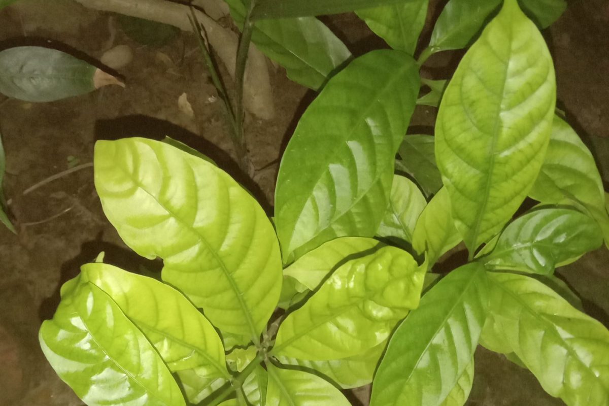 Hojas verdes y brillantes de chacruna, la planta que se combina con la liana en la ayahuasca