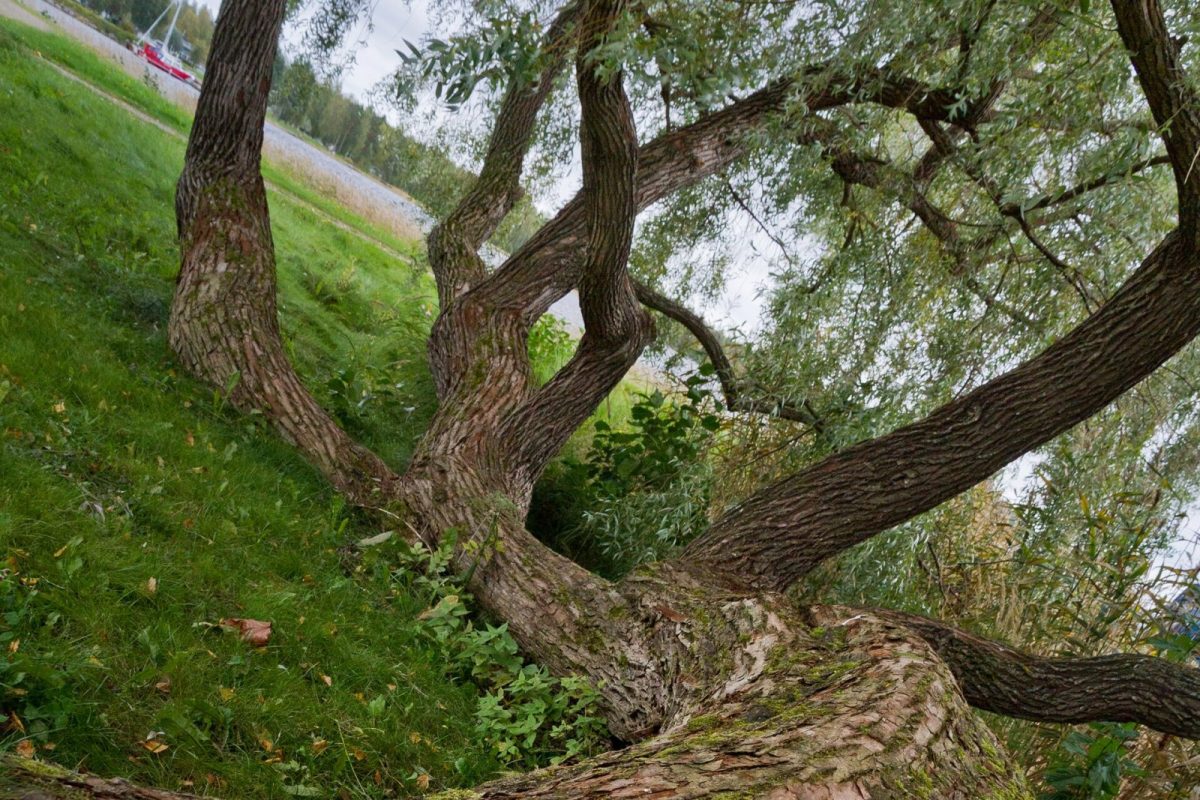 Tronco y ramas retorcidas de un gran sauce blanco (Salix alba) junto a la orilla de un lago
