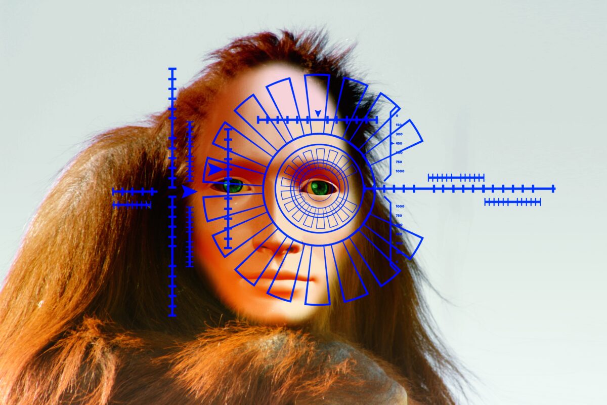evolution, orangutan, ape