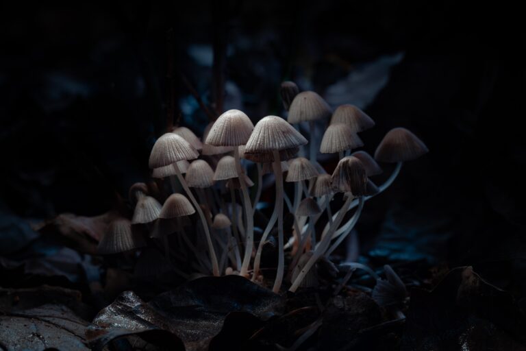 Mushrooms in garden