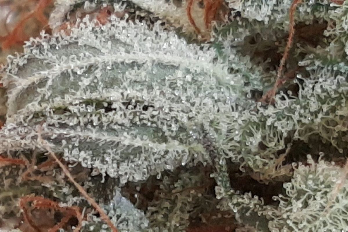 Primer plano macro de tricomas resinosos y pistilos en un cogollo de cannabis