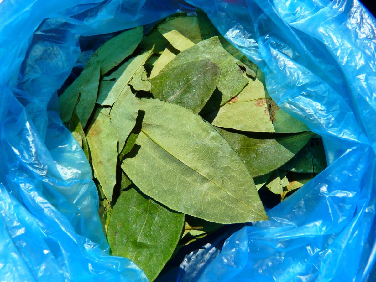 coca leaves, coca bush, erythroxylum coca