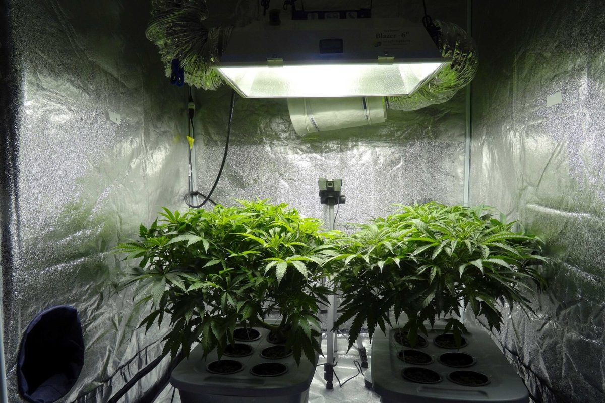 Dos plantas de cannabis cultivadas en interior bajo luz artificial dentro de un armario de cultivo