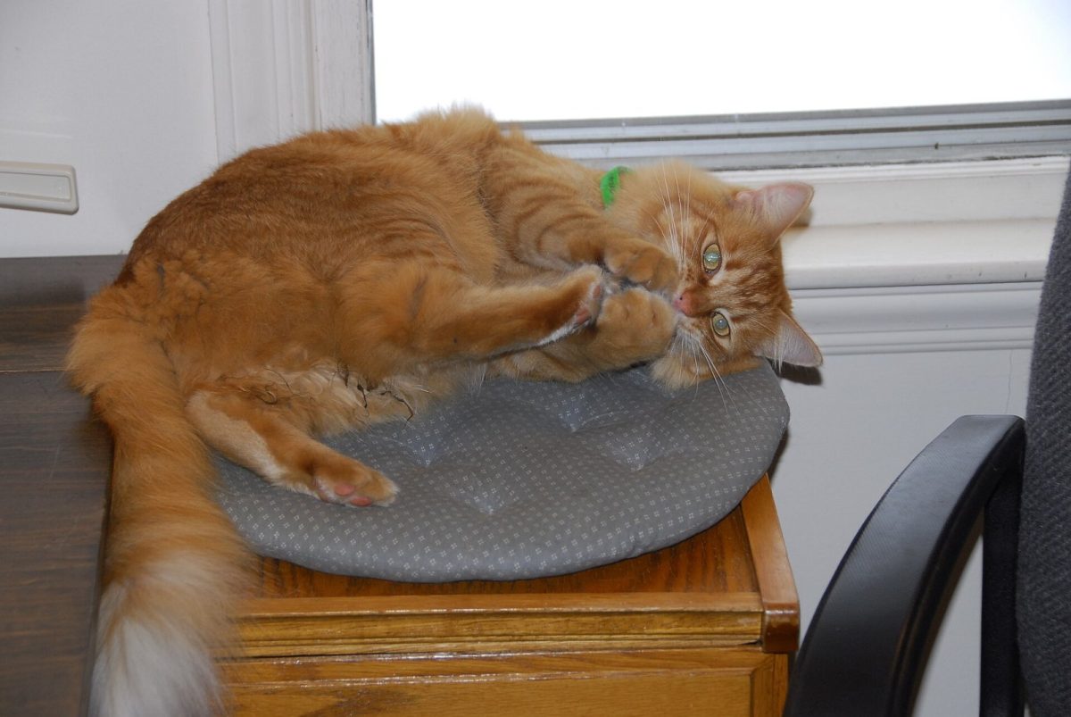 Un gato atigrado naranja tumbado junto a una ventana, jugando eufóricamente con una bola de hierba gatera entre las patas.
