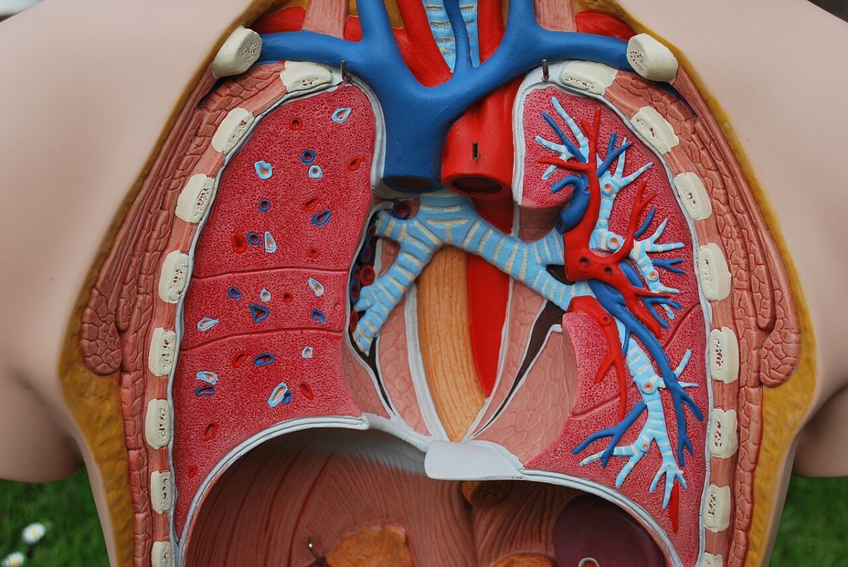 Modelo anatómico realista del tórax mostrando pulmones, corazón y bronquios en detalle