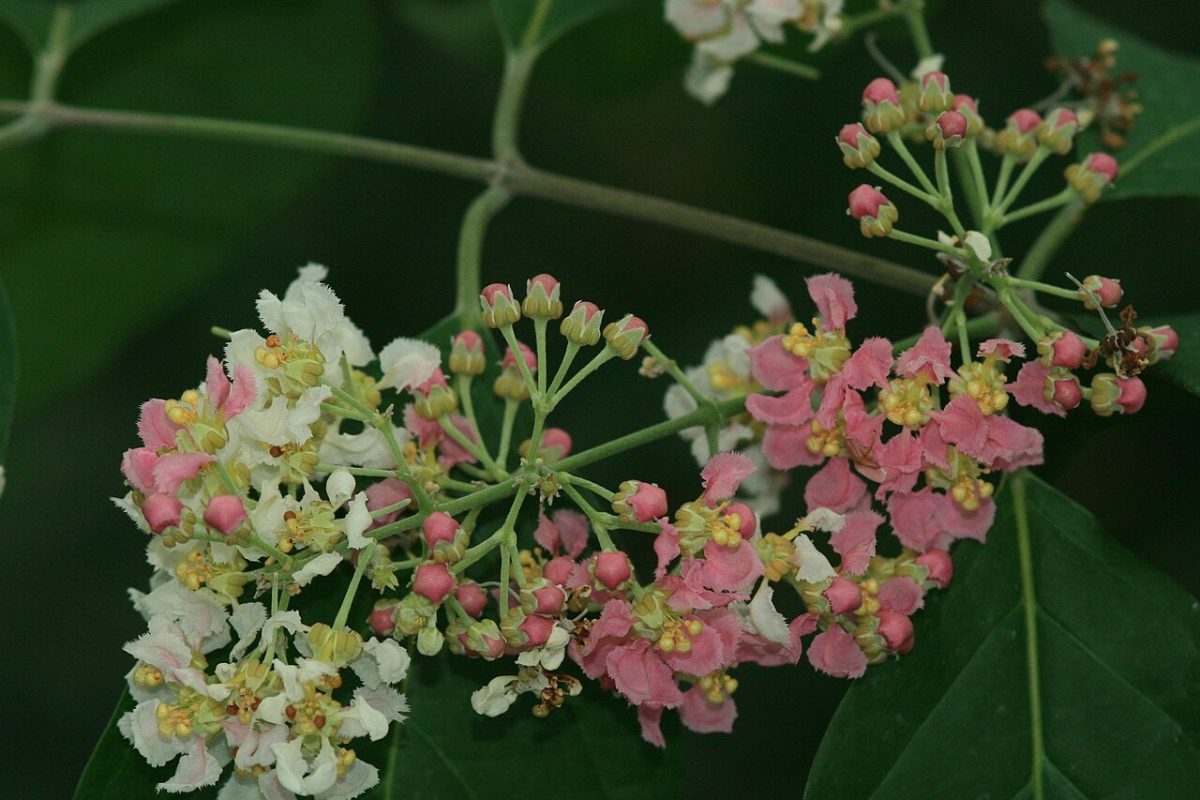 Racimo de flores rosadas y blancas de la planta Banisteriopsis caapi entre hojas verdes