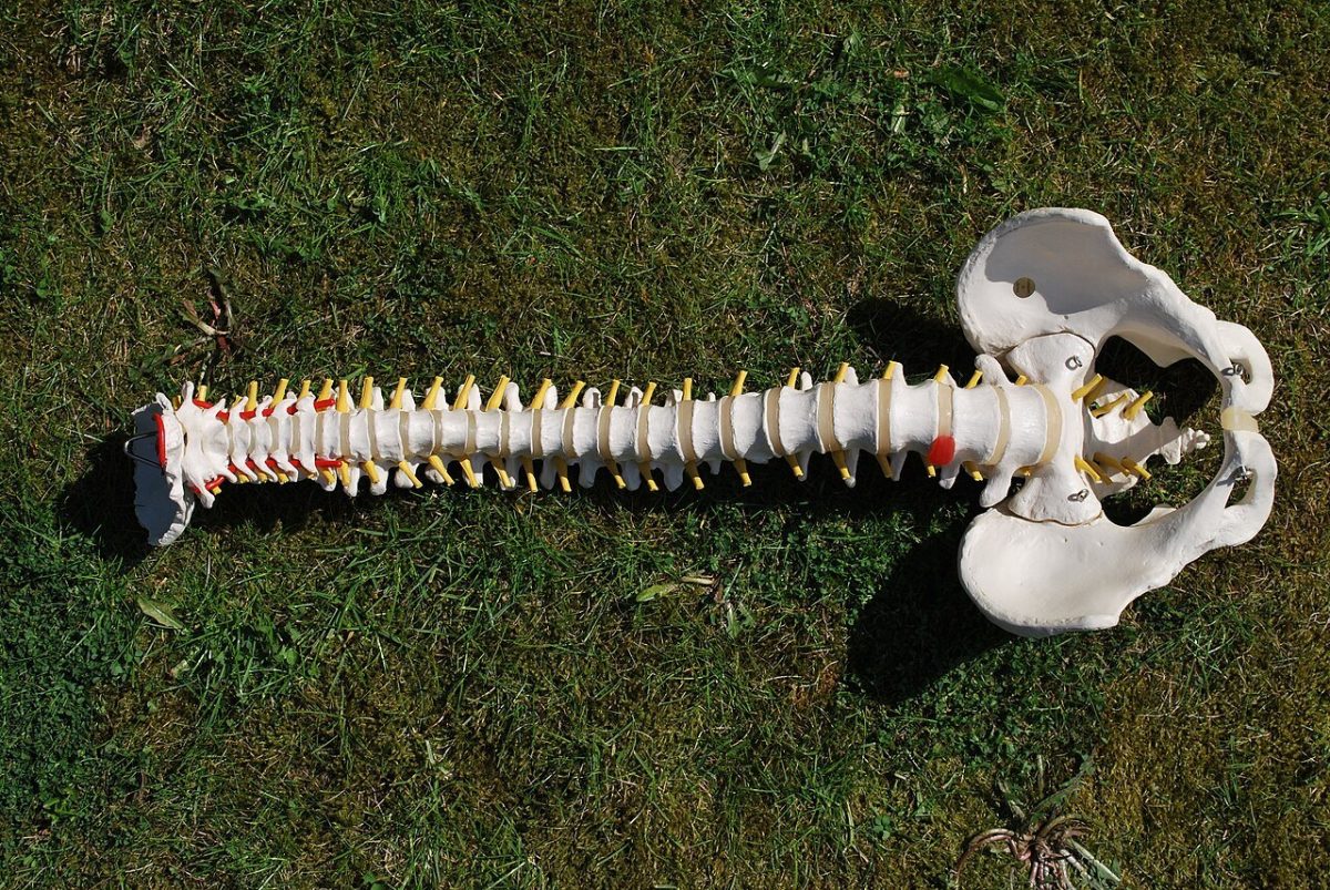 Modelo anatómico de una columna vertebral humana completa apoyado sobre césped