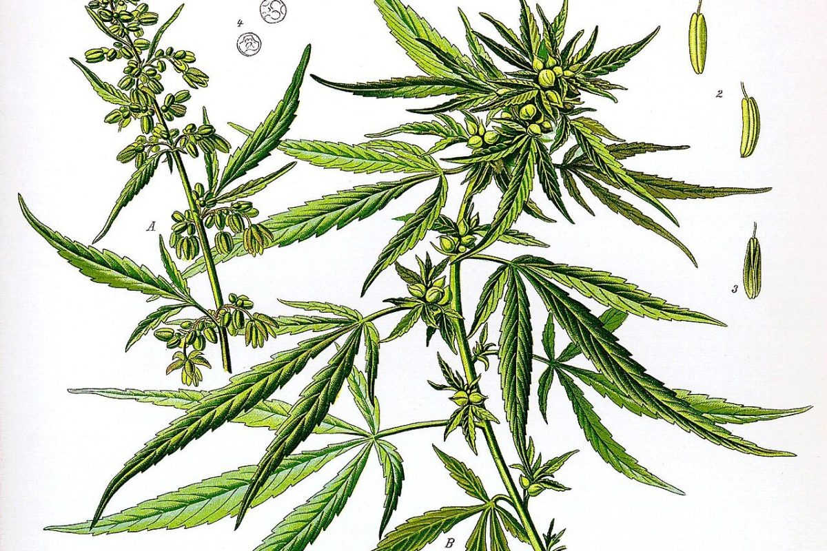 Ilustración botánica antigua de Cannabis sativa mostrando la planta completa, flores masculinas y femeninas, semillas y detalles anatómicos