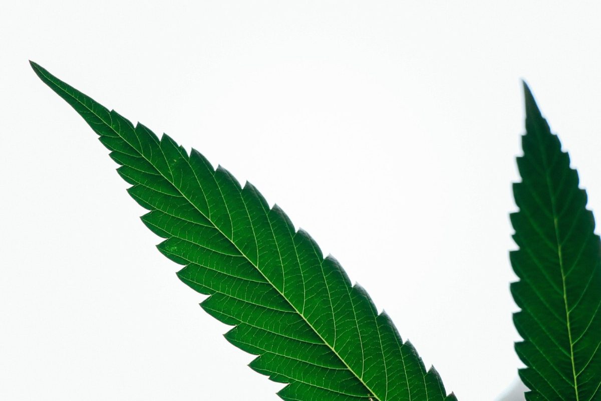 Fotografía macro de una hoja de cannabis mostrando su textura y nervadura recortada contra un cielo claro