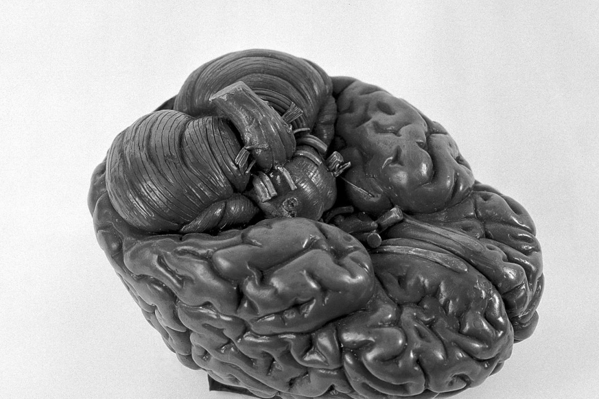Modelo anatómico de un cerebro humano en tonos grises, mostrando los surcos y circunvoluciones de la corteza cerebral sobre fondo neutro