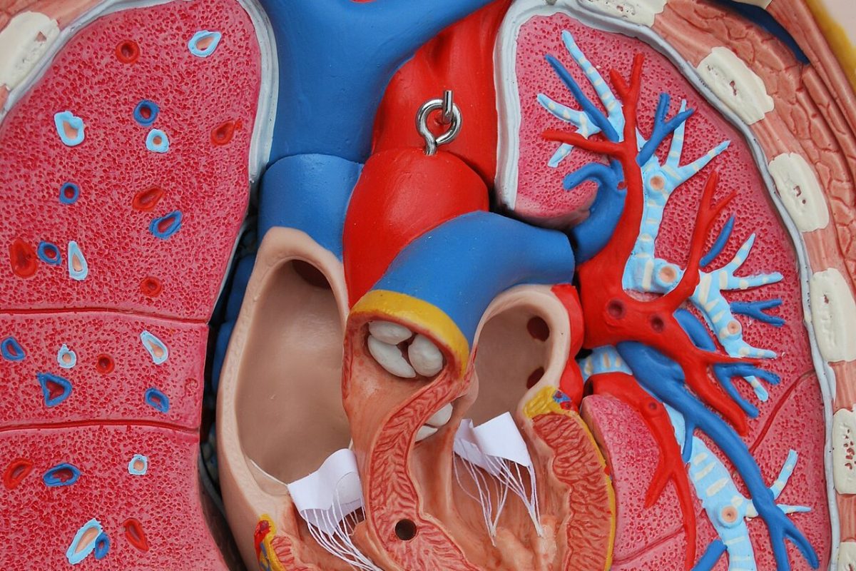 Modelo anatómico detallado del corazón con sus válvulas, junto a pulmones e hígado
