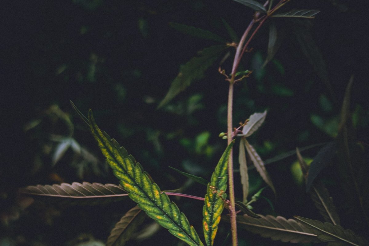 Primer plano de una hoja de cannabis verde y amarilla entre el follaje, con iluminación tenue y ambiente natural