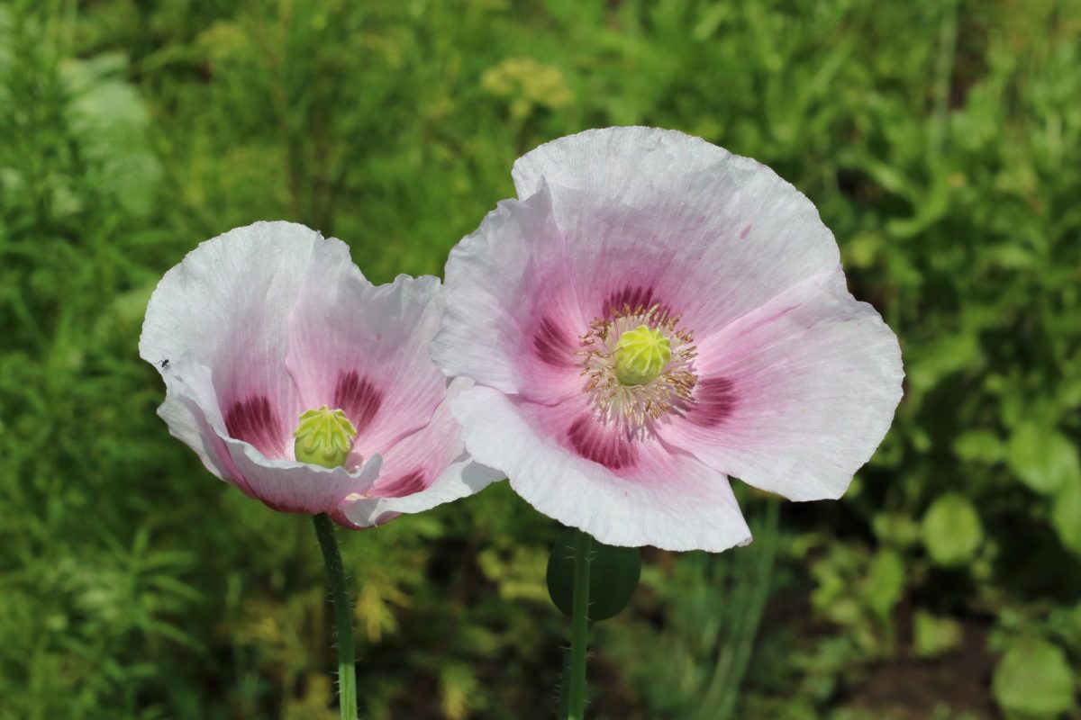 Primer plano de dos flores de amapola del opio (Papaver somniferum), de pétalos blanco-rosados y centro púrpura intenso