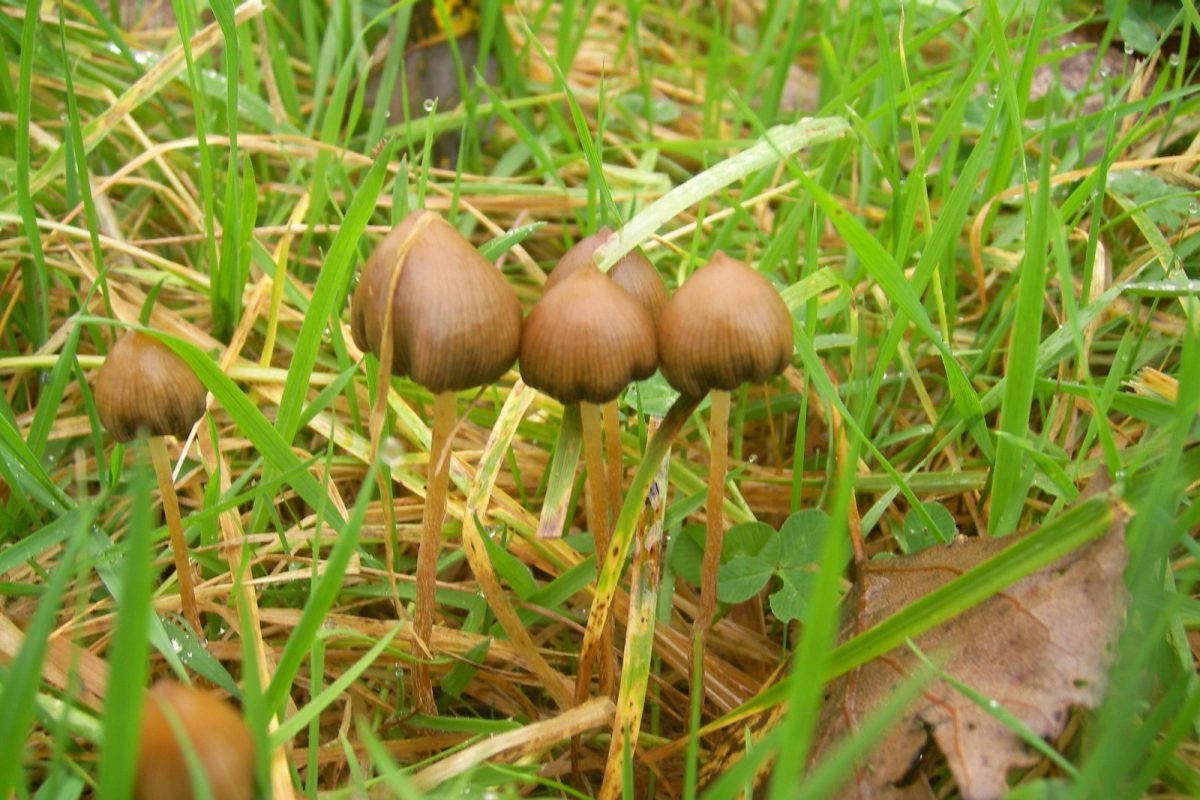 Fotografía de un grupo de pequeñas setas Psilocybe semilanceata (gorro de duende) creciendo juntas entre la hierba húmeda