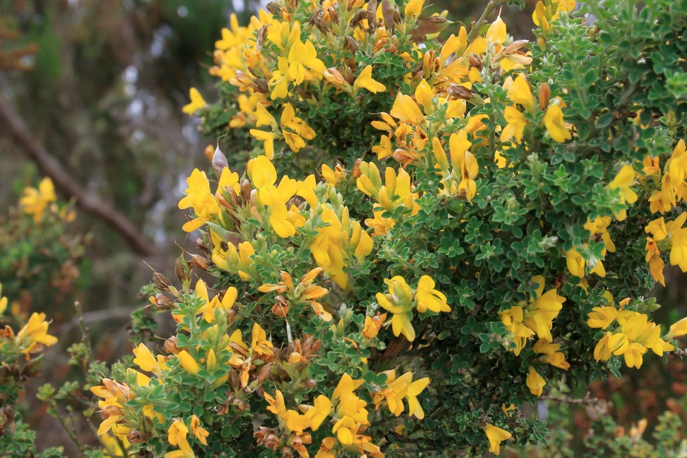 Flores y legumbres del retamón canario (Genista canariensis)
