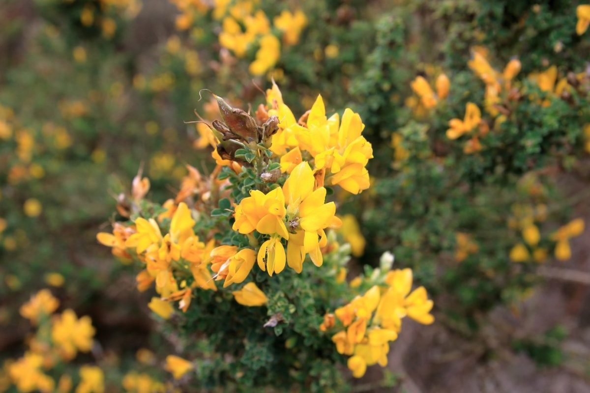 Flores amarillas del retamón canario (Genista canariensis)
