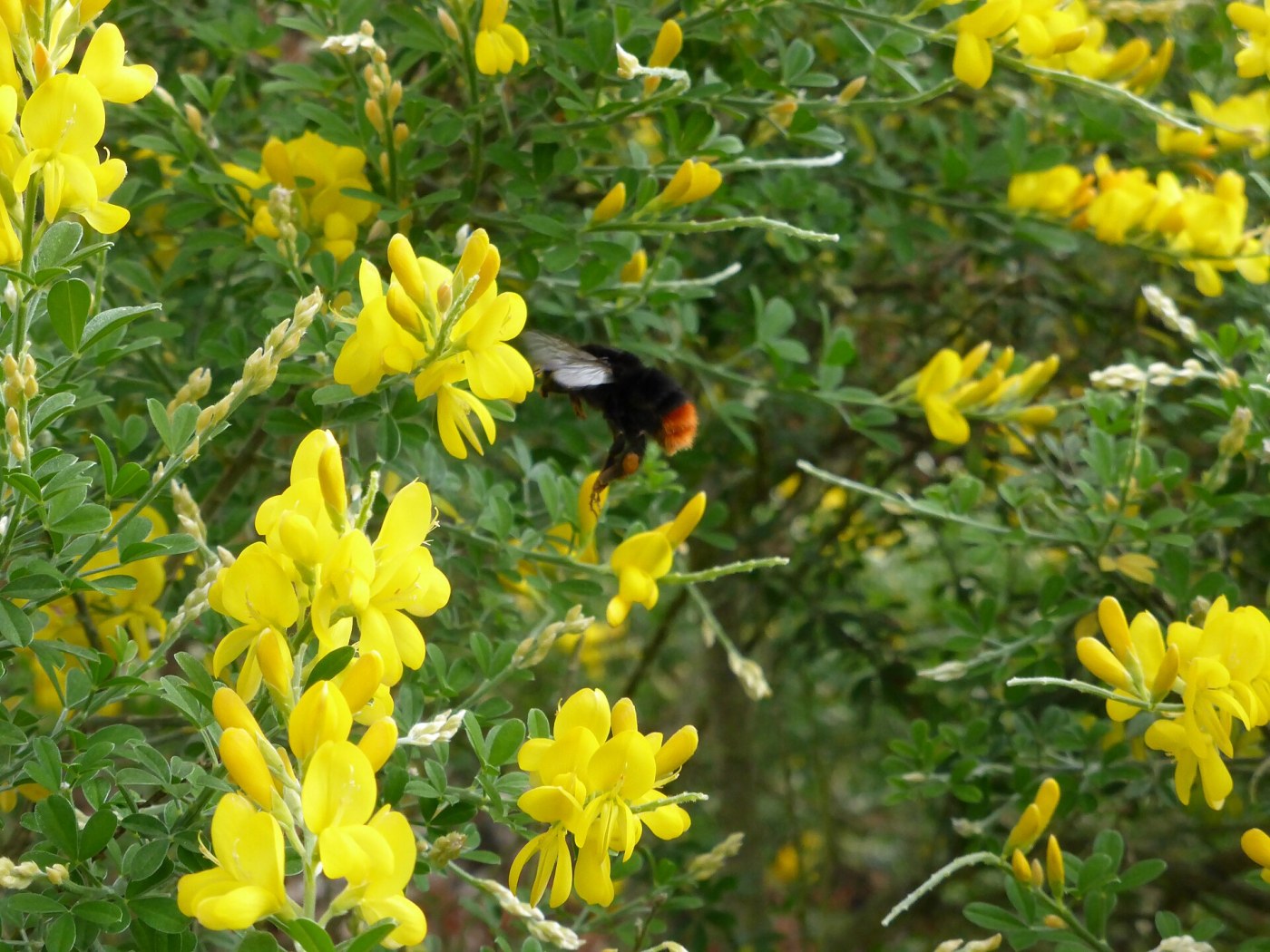 Un abejorro visita las flores del retamón canario
