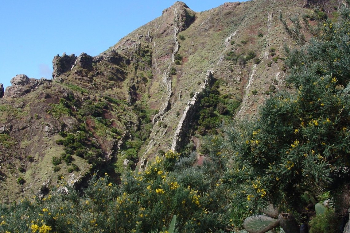 Retamón canario en un borde rocoso y soleado del monteverde canario