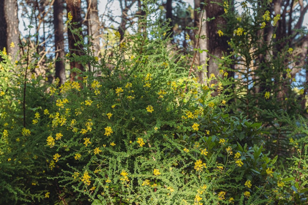Arbusto de retamón canario (Genista canariensis) en flor
