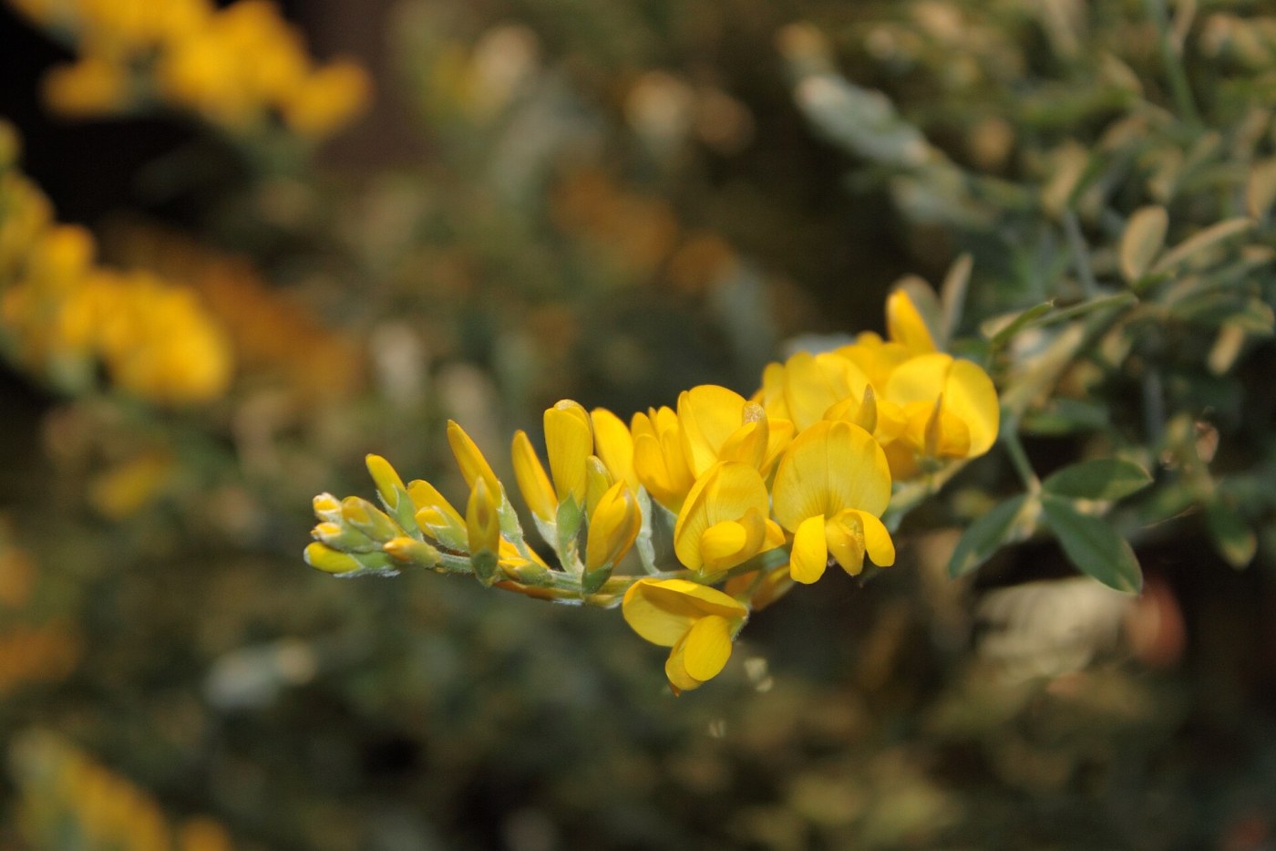Flores del retamón canario, Genista canariensis