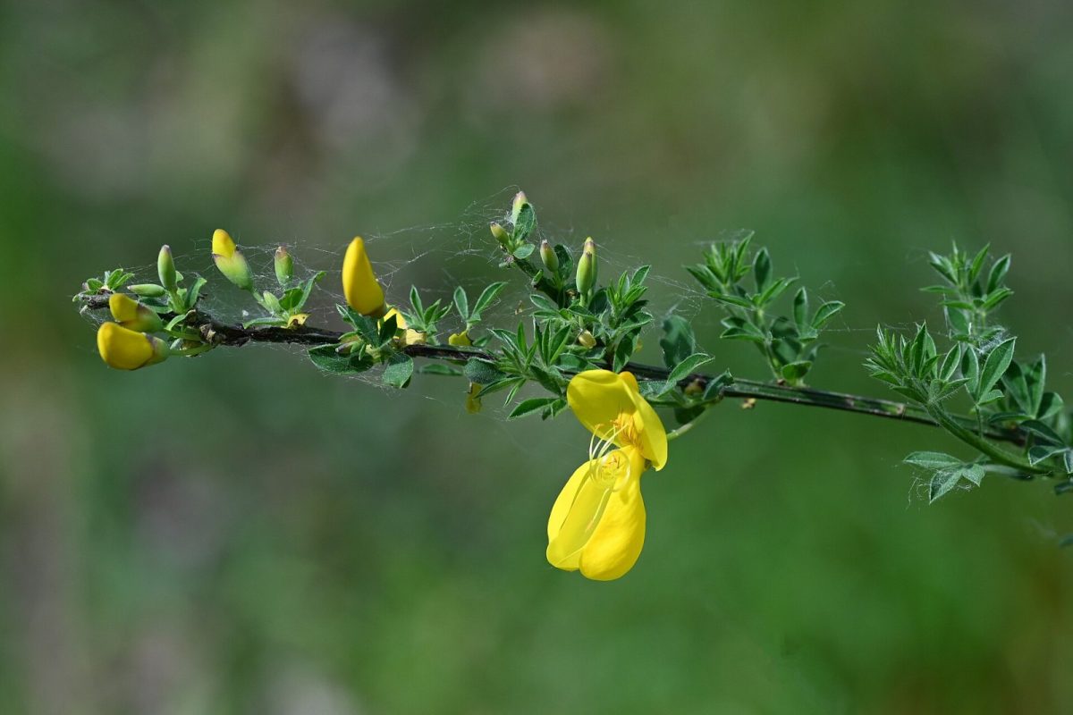 Retama escocesa o Scotch broom (Cytisus scoparius) en flor